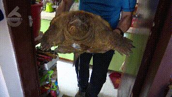 DƬ